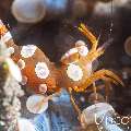 Sexy Shrimp (Thor amboinensis), photo taken in Indonesia, Bali, Tulamben, Batu Niti Slope