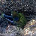 Fimbriated Moray (Gymnothorax fimbriatus), photo taken in Indonesia, Bali, Tulamben, Batu Niti Slope