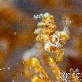 Two-Band Hairy Shrimp (Phycocaris sp.), photo taken in Indonesia, Bali, Tulamben, Batu Niti Slope