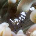 Peacock-tail Anemone Shrimp (Periclemes brevicarpalis), photo taken in Indonesia, Bali, Tulamben, Batu Niti Slope