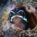 , photo taken in Indonesia, Bali, Tulamben, Batu Niti Slope