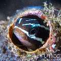 , photo taken in Indonesia, Bali, Tulamben, Batu Niti Slope
