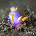 Nudibranch, photo taken in Indonesia, Bali, Tulamben, Batu Niti Slope