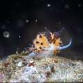 Nudibranch, photo taken in Indonesia, Bali, Tulamben, Batu Niti Slope