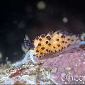 Nudibranch, photo taken in Indonesia, Bali, Tulamben, Batu Niti Slope