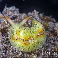 Nudibranch, photo taken in Indonesia, Bali, Tulamben, Batu Niti Slope