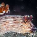 Nudibranch, photo taken in Indonesia, Bali, Tulamben, Batu Niti Slope