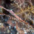 Ocellated tozeuma shrimp (Tozeuma lanceolatum), photo taken in Indonesia, Bali, Tulamben, Melasti