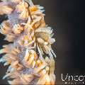 , photo taken in Indonesia, Bali, Tulamben, Melasti