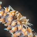 , photo taken in Indonesia, Bali, Tulamben, Melasti