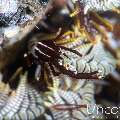 , photo taken in Indonesia, Bali, Tulamben, Melasti