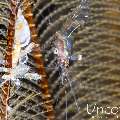 , photo taken in Indonesia, Bali, Tulamben, Melasti