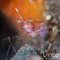 , photo taken in Indonesia, Bali, Tulamben, Melasti