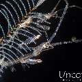 Skeleton Shrimp (Caprellidae), photo taken in Indonesia, Bali, Tulamben, Melasti