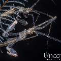 Skeleton Shrimp (Caprellidae), photo taken in Indonesia, Bali, Tulamben, Melasti