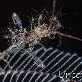 Skeleton Shrimp (Caprellidae), photo taken in Indonesia, Bali, Tulamben, Melasti