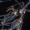 Skeleton Shrimp (Caprellidae), photo taken in Indonesia, Bali, Tulamben, Melasti