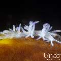 Nudibranch, photo taken in Indonesia, Bali, Tulamben, Melasti