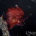 Hairy shrimp (Phycocaris simulans), photo taken in Indonesia, Bali, Tulamben, Melasti