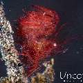 Hairy shrimp (Phycocaris simulans), photo taken in Indonesia, Bali, Tulamben, Melasti
