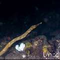 , photo taken in Indonesia, Bali, Tulamben, Melasti