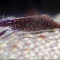 Sea star shrimp (Zenopontonia soror), photo taken in Indonesia, Bali, Tulamben, Sidem