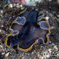 Nudibranch, photo taken in Indonesia, Bali, Tulamben, Sidem