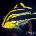 Oriental Sweetlip (Plectorhinchus vittatus), photo taken in Indonesia, Bali, Tulamben, Sidem