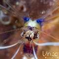 Banded Coral Shrimp (Stenopus hispidus), photo taken in Indonesia, Bali, Tulamben, Sidem