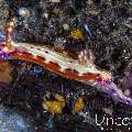 Nudibranch, photo taken in Indonesia, Bali, Tulamben, Sidem