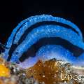 Nudibranch, photo taken in Indonesia, Bali, Tulamben, Sidem