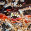 , photo taken in Indonesia, Bali, Tulamben, Sidem