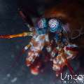 Peacock Mantis Shrimp (Odontodactylus scyllarus), photo taken in Indonesia, Bali, Tulamben, Sidem