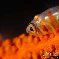 , photo taken in Indonesia, Bali, Tulamben, Sidem