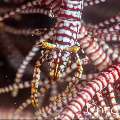 , photo taken in Indonesia, Bali, Tulamben, Sidem