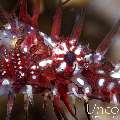 Ornate Ghost Pipefish (Solenostomus paradoxus), photo taken in Indonesia, Bali, Tulamben, Sidem