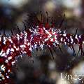 Ornate Ghost Pipefish (Solenostomus paradoxus), photo taken in Indonesia, Bali, Tulamben, Sidem