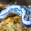 Nudibranch, photo taken in Indonesia, Bali, Tulamben, Sidem