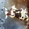 Nudibranch, photo taken in Indonesia, Bali, Tulamben, Sidem