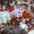 Mosaic Boxer Crab (Lybia tessellata), photo taken in Indonesia, Bali, Tulamben, Sidem