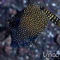 White-Spotted Puffer (Arothron hispidus), photo taken in Indonesia, Bali, Tulamben, Sidem