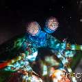 Peacock Mantis Shrimp (Odontodactylus scyllarus), photo taken in Indonesia, Bali, Tulamben, Tukad Linggah