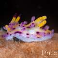 Nudibranch, photo taken in Indonesia, Bali, Tulamben, Tukad Linggah