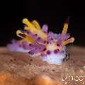 Nudibranch, photo taken in Indonesia, Bali, Tulamben, Tukad Linggah