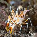Tiger Shrimp (Phyllognathia ceratophthalma), photo taken in Indonesia, Bali, Tulamben, Tukad Linggah