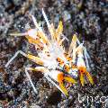 Tiger Shrimp (Phyllognathia ceratophthalma), photo taken in Indonesia, Bali, Tulamben, Tukad Linggah