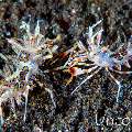 Tiger Shrimp (Phyllognathia ceratophthalma), photo taken in Indonesia, Bali, Tulamben, Tukad Linggah