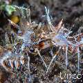 Tiger Shrimp (Phyllognathia ceratophthalma), photo taken in Indonesia, Bali, Tulamben, Tukad Linggah