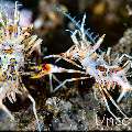Tiger Shrimp (Phyllognathia ceratophthalma), photo taken in Indonesia, Bali, Tulamben, Tukad Linggah