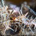 Tiger Shrimp (Phyllognathia ceratophthalma), photo taken in Indonesia, Bali, Tulamben, Tukad Linggah